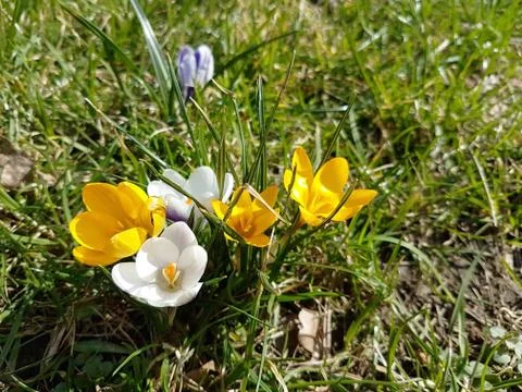Multi-colored flowering crocuses on the background of green grass. Spring flo Stock Photos