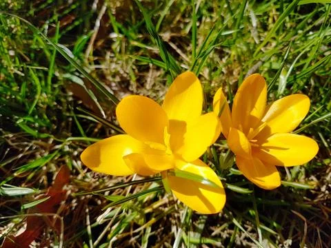 Multi-colored flowering crocuses on the background of green grass. Spring flo Stock Photos
