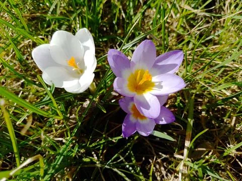 Multi-colored flowering crocuses on the background of green grass. Spring flo Stock Photos