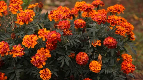 Multi-colored flowers in the garden Stock Footage 31073157