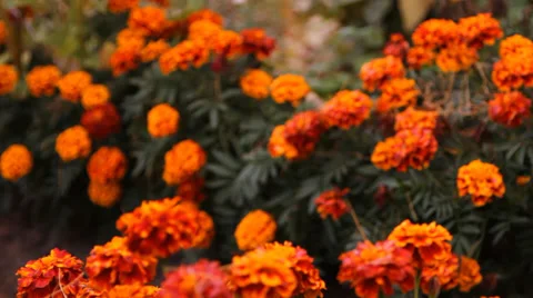 Multi-colored flowers in the garden Stock Footage 31075770