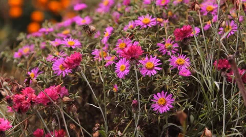 Multi-colored flowers in the garden Stock-Footage 31079602
