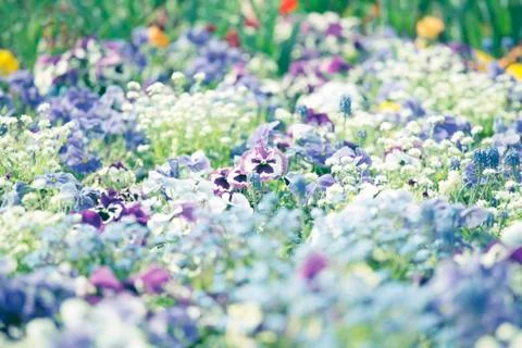 Multi colored flowers Stock Photos