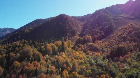 Multi colored forest in sunny autumn day. tree leaves are painted in bright and Stock Footage 204010726