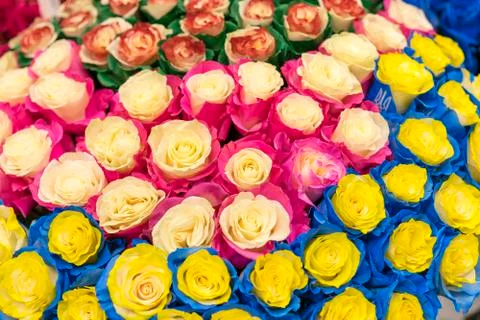 Multi-colored fresh roses. Large, beautiful bouquet of roses of different col Stock Photos