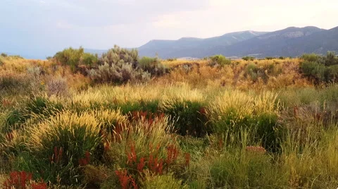 Multi colored grasses wave in breeze mountains background Stock Footage 65744115