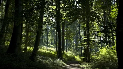 The multi-colored green of summer 4K Stock Photos