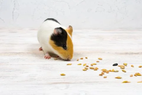 Multi-colored guinea pig on a white background eats grains of wheat. Stock Photos