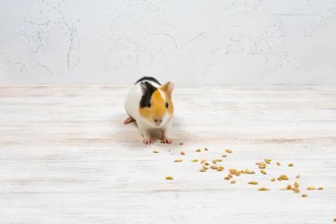 Multi-colored guinea pig on a white background eats grains of wheat. Stock Photos