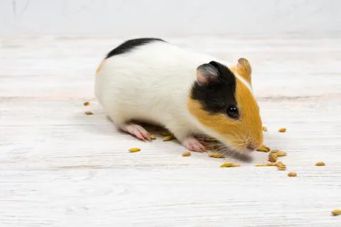 Multi-colored guinea pig on a white background eats grains of wheat. Stock-Fotos