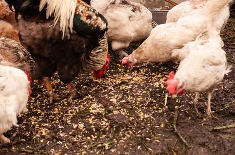 Multi-colored hens and rooster eat grain. Chicken farm in the countryside Stock Photos