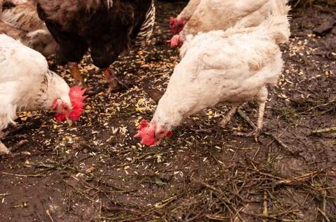 Multi-colored hens and rooster eat grain. Hens in a chicken coop in the village. Stock Photos