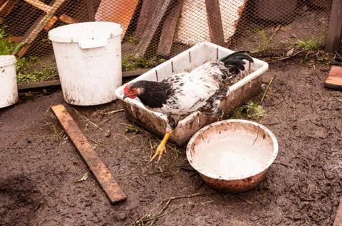 Multi-colored hens in a chicken coop in the countryside. Farm for animals in the Stock Photos