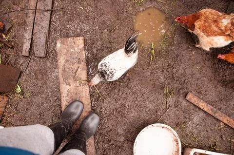 Multi-colored hens in a chicken coop in the countryside. Farm for animals in the Stock Photos