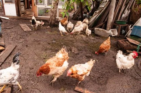 Multi-colored hens in a chicken coop in the countryside. Farm for animals in the Stock Photos