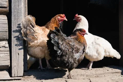 Multi-colored hens on the doorstep to the barn Stock Photos