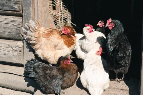 Multi-colored hens on the doorstep to the barn close up Stock Photos