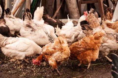 A multi-colored herd of chickens eating grain. Hens in a chicken coop in the Stock Photos