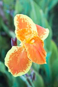 Multi colored hibiscus a portrait Stock Photos