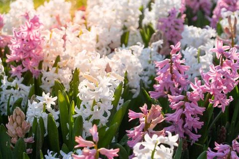 Multi colored hyacinths in the sun. Easter spring background Close up macro Stock Photos