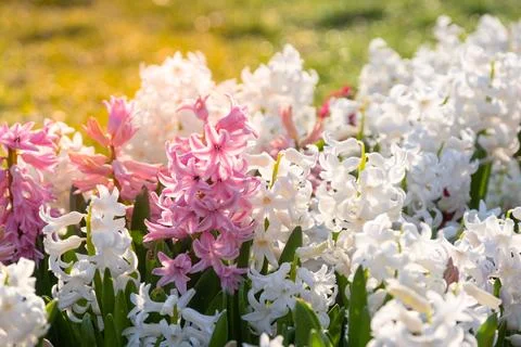 Multi colored hyacinths in the sun. Easter spring background Close up macro Stock Photos