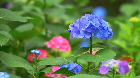 Multi-colored hydrangeas flowers in close-up Stock Footage 89557042