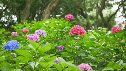 Multi-colored hydrangeas flowers in rain Stock Footage 89515795