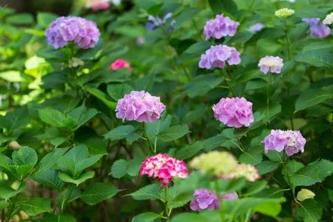 Multi colored hydrangeas in Japanese style garden Foto stock