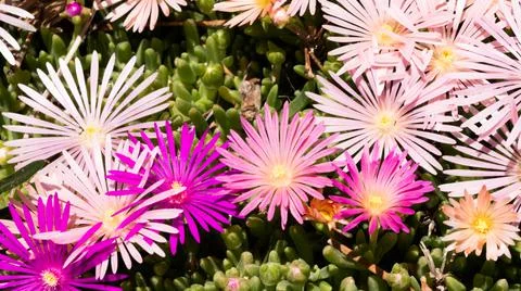 Multi Colored Ice Plant Stock Photos