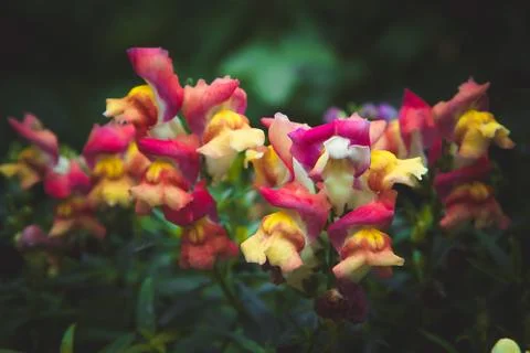 Multi-colored inflorescences on a dark background. Stock Photos