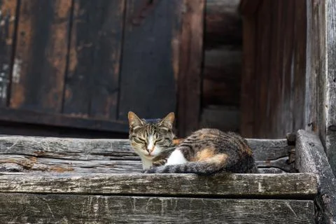 A multi-colored kitten basks in the sun on the wooden step Stock Photos