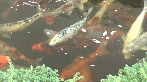 Multi-Colored Koi Carp Swimming in a Pond Stock Footage 85597798