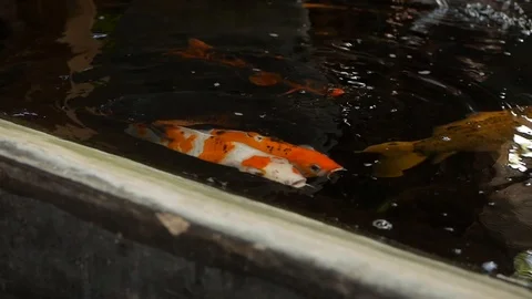 Multi-colored koi carps in artificial pond. Colorful fish swim on the surface of Video stock 116244842