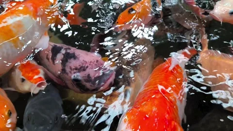 Multi Colored Koi Fish Close Up View. Stock Footage 339039794