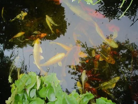 Multi Colored Koi Fish Everywhere 스톡 사진