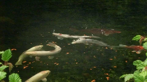 Multi-colored Koi fish feeding in outdoor garden pond Cornwall, UK Video stock 102474022