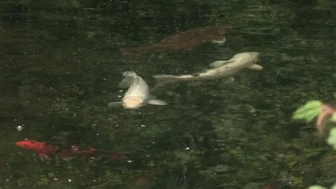 Multi-colored Koi fish in outdoor pond making bubbles Cornwall, UK Stock Footage 102472517
