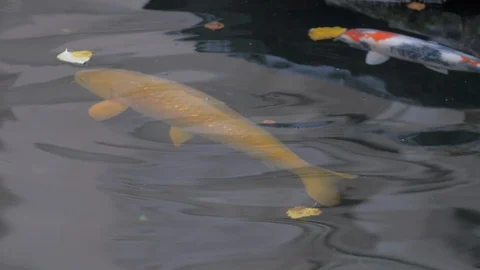 Multi Colored Koi fish swim in water Видео 98773919