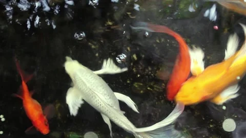 Multi Colored Koi fish swimming graceful in a water of an garden Stock Footage 149519888