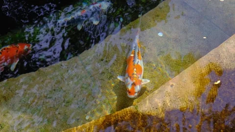 Multi-colored koi swim in the water of an ornamental pond, close-up Stock Footage 267738374