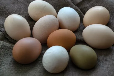 Multi-colored large chicken eggs from domestic chickens. Stock Photos