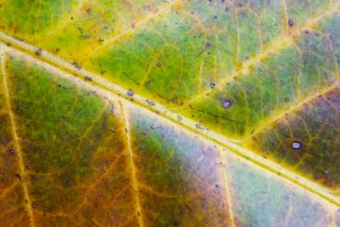 Multi-colored leaf of an exotic plant close-up. Stock Photos