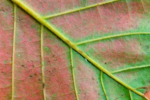 Multi-colored leaf of an exotic plant close-up. Foto stock