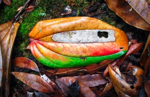 Multi-colored leaf on the forest floor in Costa Rica Stock Photos