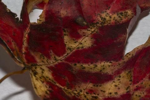 Multi colored leaf Stock Photos