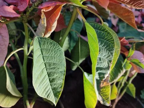 Multi-colored leaf of single plant Stock Photos