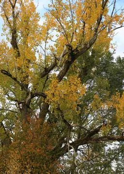 Multi colored leaves of an aspen tree in autumn. Stock Photos