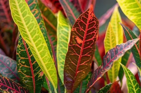 Multi colored leaves of Codiaeum Petra plant, Mauritius Stock-Fotos