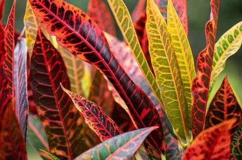 Multi colored leaves of Codiaeum Petra plant, Mauritius Stock-Fotos