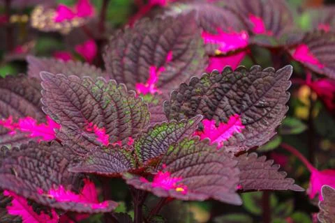 Multi colored leaves pink,purple and green color leaves Stock Photos